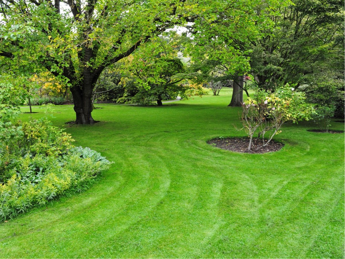 The Lawn Envy System: Your Professional UK Lawn Care Plan for 2026