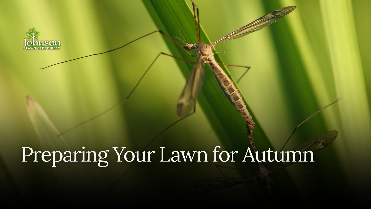 Preparing your lawn for autumn: the most important season starts now