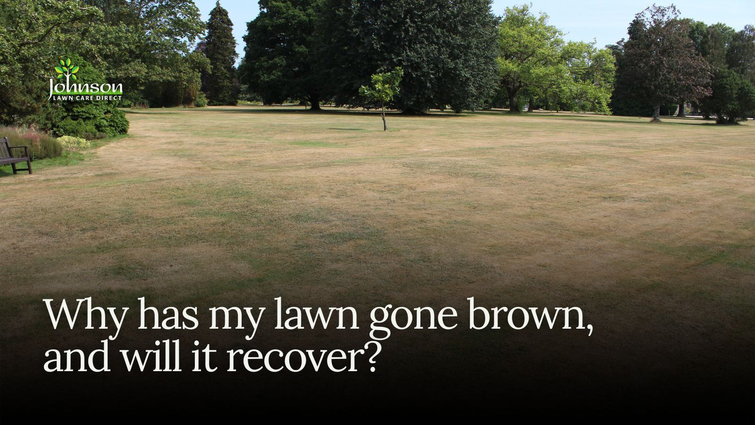 Why has my lawn gone brown, and will it recover?