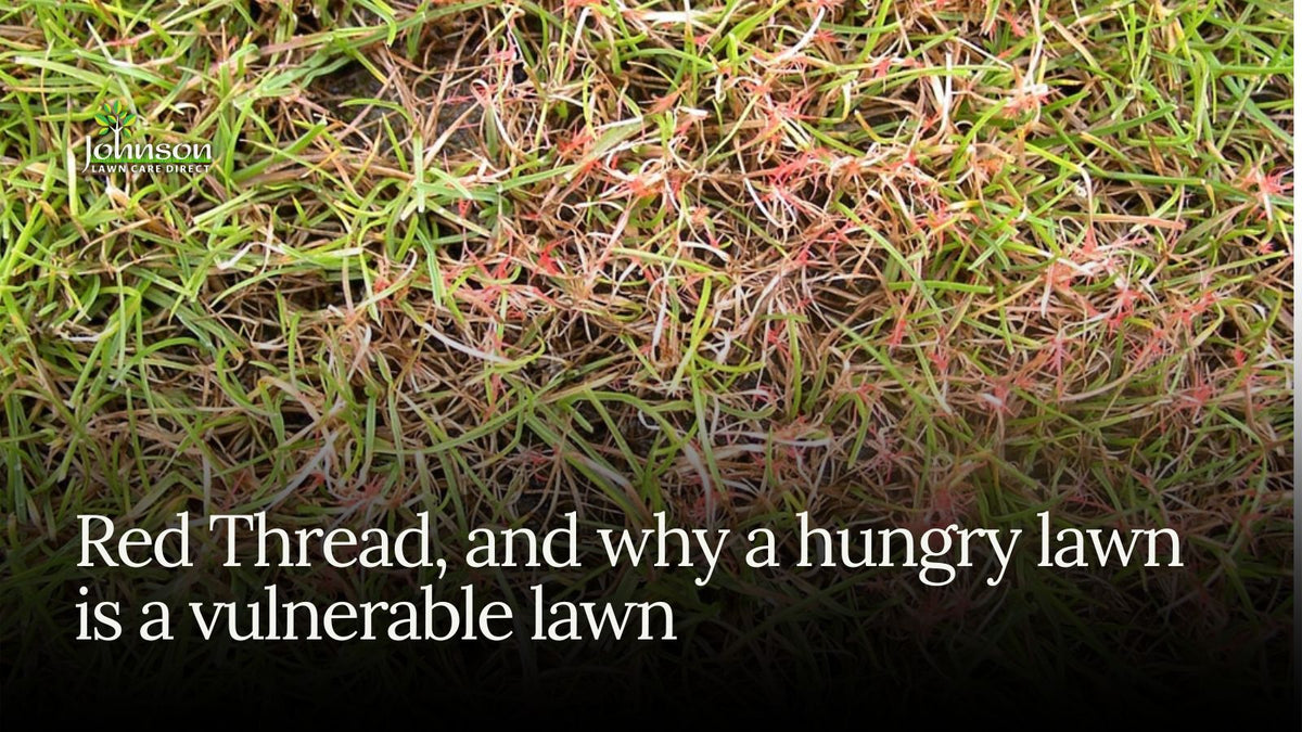 Red Thread, and Why a Hungry Lawn Is a Vulnerable Lawn