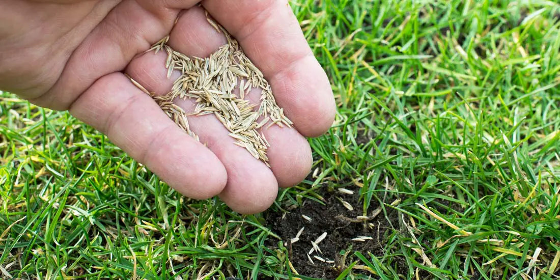 How to Overseed Your Lawn: A Step-by-Step Guide