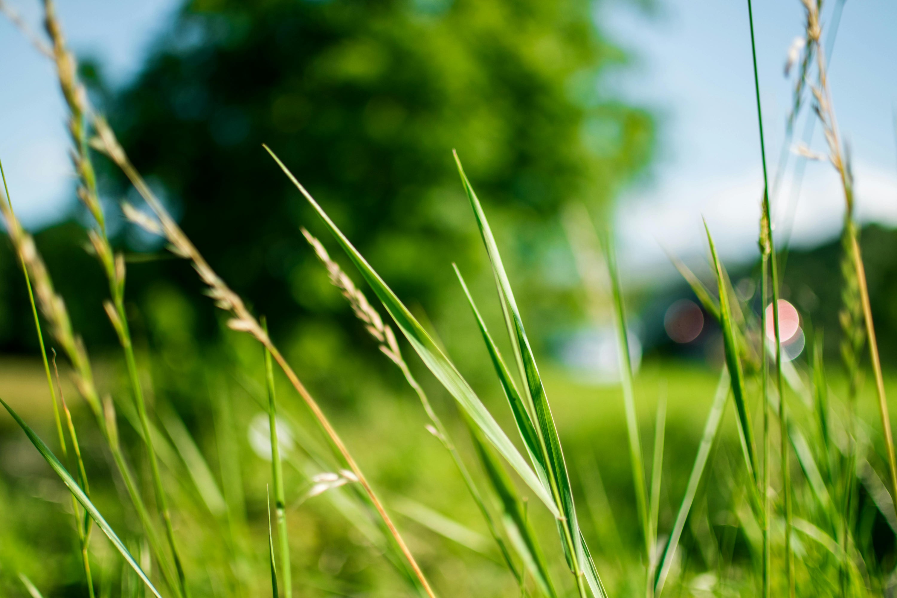 Nothing Is Wrong With Your Lawn in July